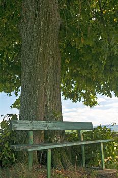 park bench under old lime tree