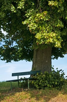 park bench under old lime tree