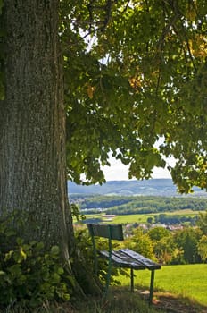 park bench under old lime tree