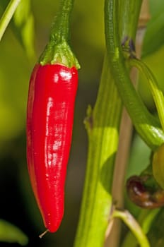 chili