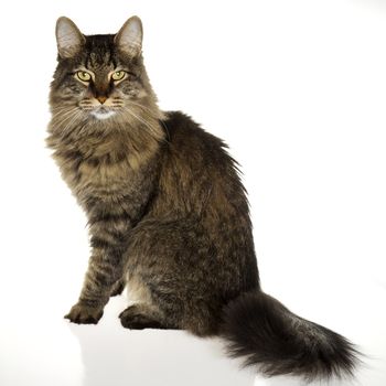 Maine Coon Cat isolated on White