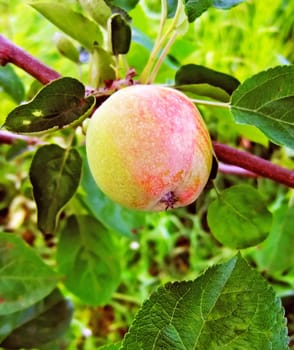 On the center of a photo a green apple with red side on a green dim background from leaves.