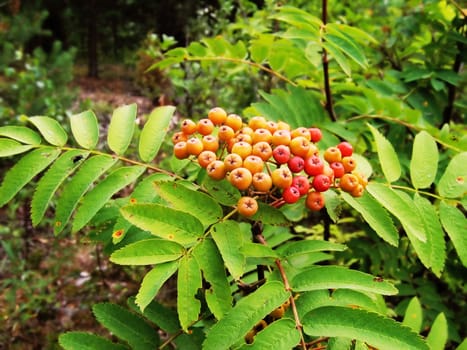 The unripe berries of orange color, leaves of a mountain ash, forest.
