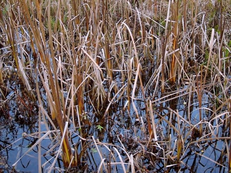 Dry cane on the river coast among water reflecting the sky