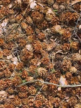 The woodpecker gets seeds of a pine and throws empty cones on the ground