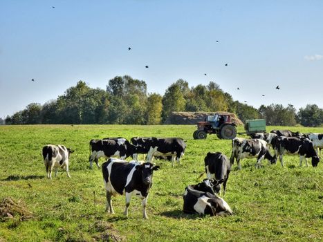 Cows on a green rural pasture