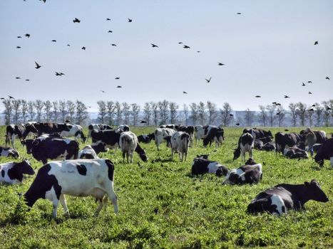 Cows and birds on a green rural pasture