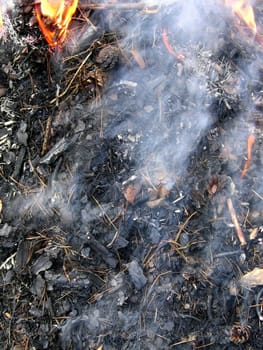 Burning wood laying - cones, dry needles and a grass in flame