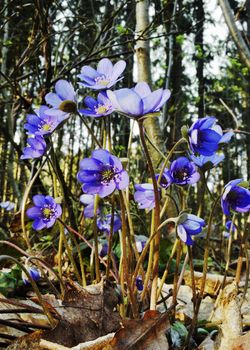 The first spring flowers - hepatica nobilis