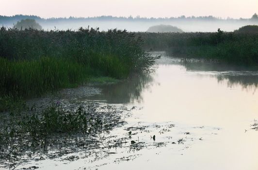 Morning fog on the silent marshy river