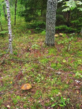 aspen mushrooms in autumn wood