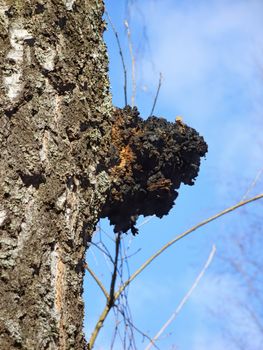 Medical mushrooms on a spring birch on the blue sky background