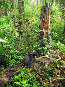 The black cat sits on the hurricane broken  tree