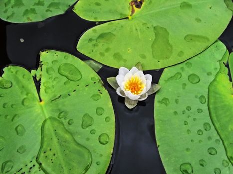 White lily among floating green leaves with water drops