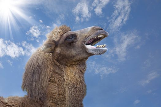 A yawning camel with blue sky in the background