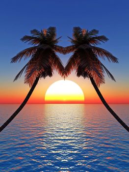 Top of palm trees on a background of a sunset sky
