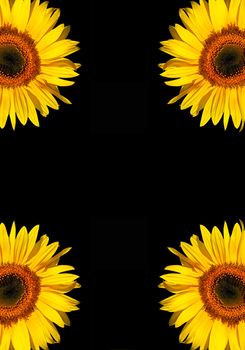 Five sections of sunflower flowerheads in full bloom against a black background.