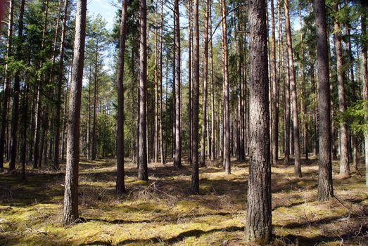 Coniferous forest (pine and spruce) in early spring. Photographed in Salo, Finland in April 2010.