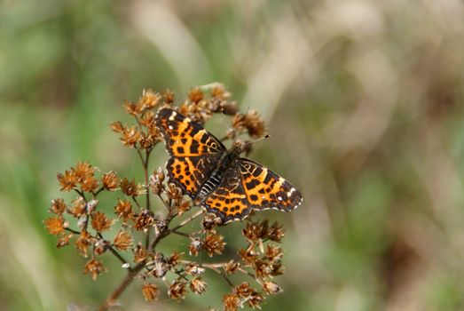  Map butterfly (Araschnia levana) on a dry Achillea millefolium plant. This is a specimen of the first or the spring generation, the second generation looks like a small Limenitis camilla. Photographed in Karjalohja, Finland in May 2010.