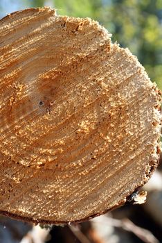 End of a birch log close up showing the texture and growth rings. Photographed in Salo, Finland in May 2010.