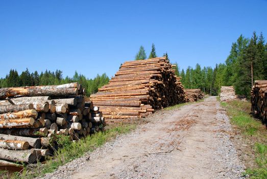 Piles of timber logs (pine, birch, spruce, aspen) by a forest road in early summer ready for transport.