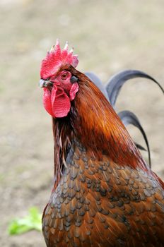 Nice Calico Sextant Rooster 