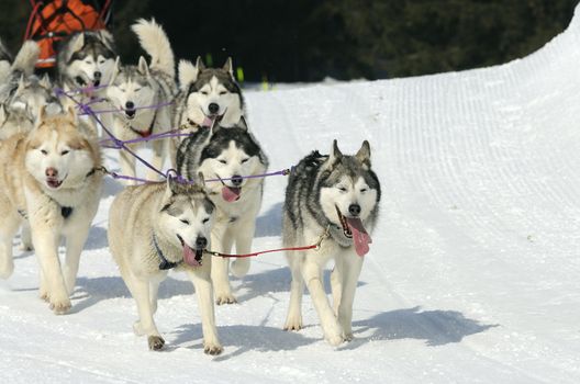 dogs team running in the snow