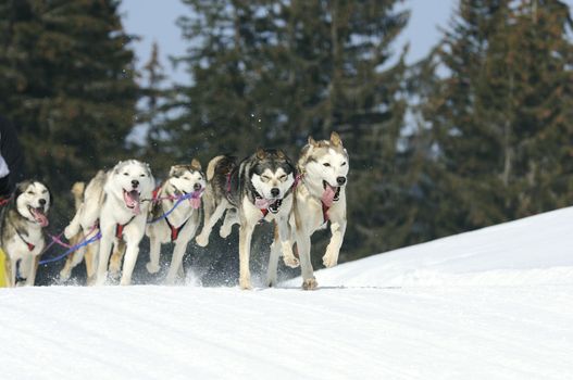 dogs team running in the snow