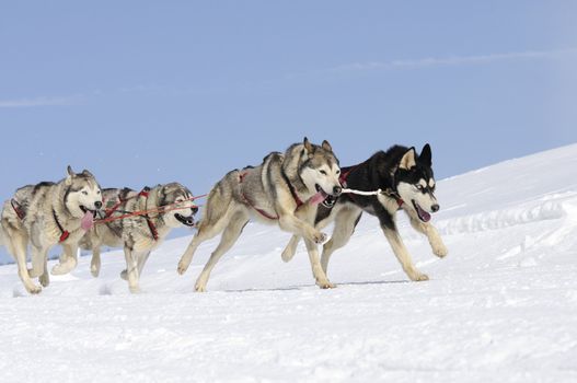 dogs team running in the snow