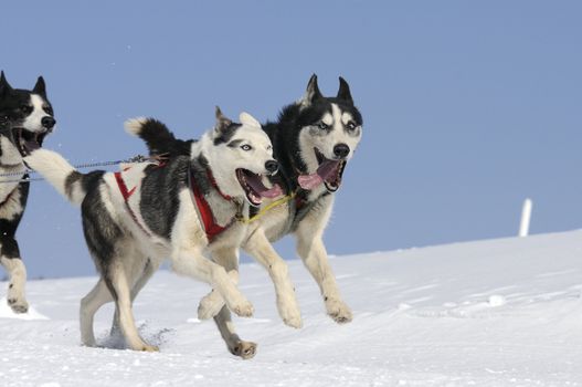 dogs team running in the snow