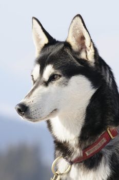 nice dog in the snow