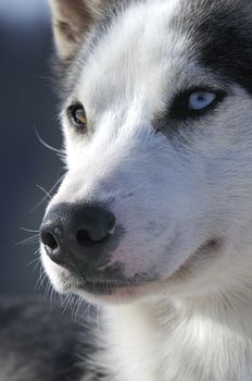 nice dog in the snow