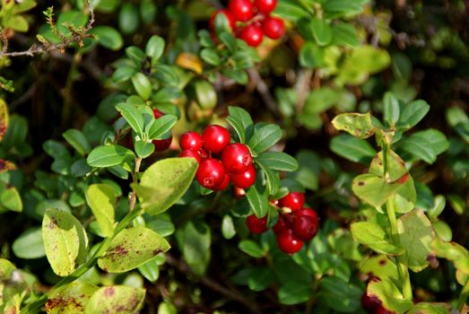 Red, fresh lingonberries in the forest in autumn. 