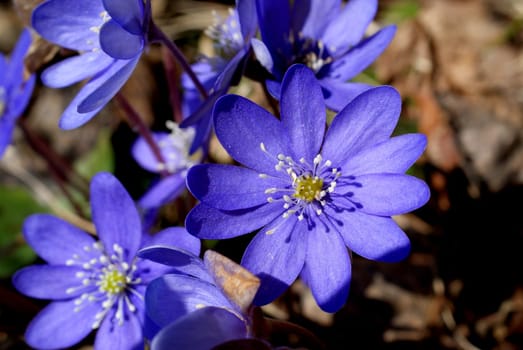 Hepatica nobilis flowers in forest in early spring. Photographed in Salo, Finland in April 2010.