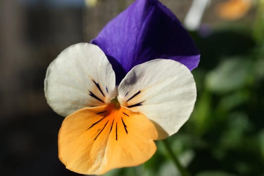 A close up of a Pansy (Viola tricolor) in orange, white and purple. Photographed in Helsinki, Finland, in April 2010.