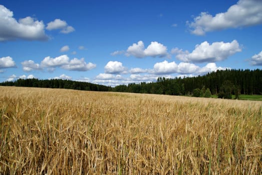 A landscape of a ripe barley field and a blue sky with a couple of small clouds. 