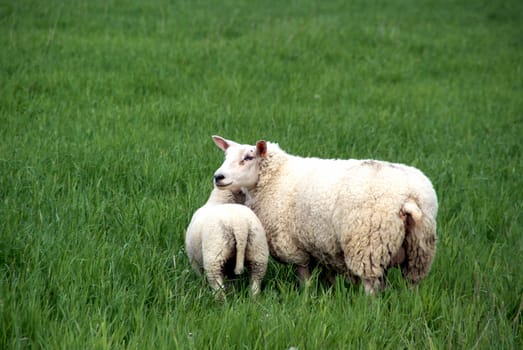 Ewe and lamb on a green meadow in the summer.