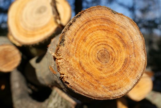 The colorful end of a small aspen log showing clear annual growth rings. 