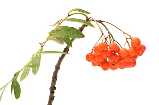 Mountain ash branch it is isolated on a white background.