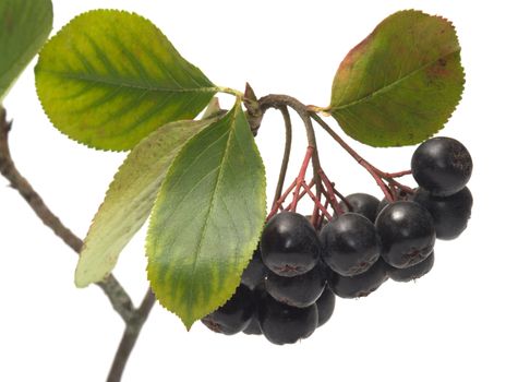 Branch black chokeberry close up it is isolated on a white background.