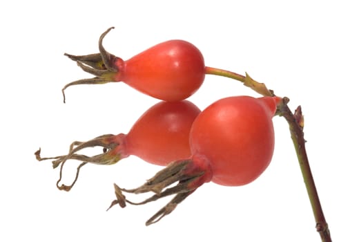 Dogrose berries on a branch a close up it is isolated on a white background.