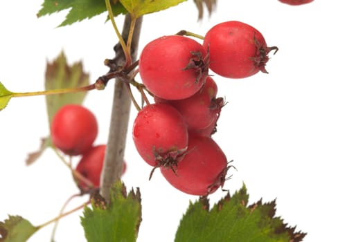 Branch of a hawthorn with berries close up it is isolated on a white background.