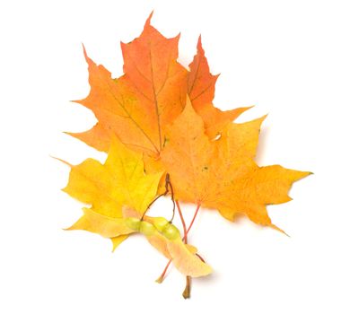 Yellow maple leaves and seeds it is isolated on a white background.