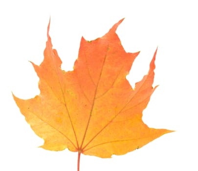 Autumn maple leaf it is isolated on a white background.