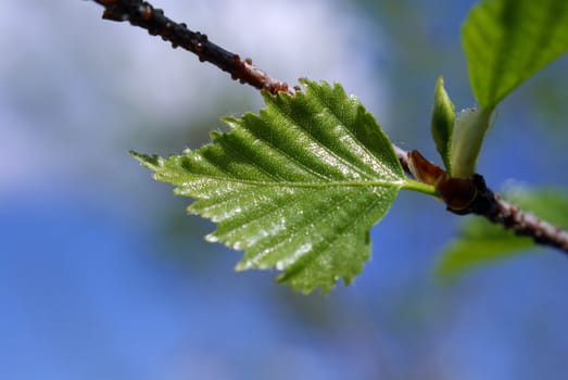 Budding leaf of a birch tree in the spring. Shallow depth of field.