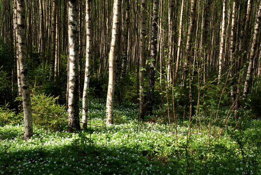Light and shade in young birch tree forest with a lot of anemone nemorosa (Windflower) flowers. Photographed in Salo, Finland in May 2010.