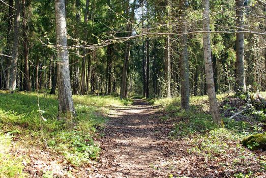 A footpath through natural forest in springtime. Photographed in Teijo, Finland in May 2010.