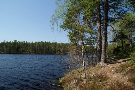 Pine trees on the shore of a rural lake in the spring. Photographed in Salo, Finland in May 2010.
