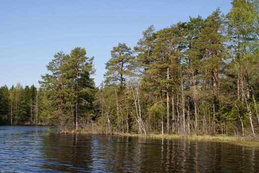 Pine trees reflected on a rural lake in the spring. Photographed in Salo, Finland in May 2010.