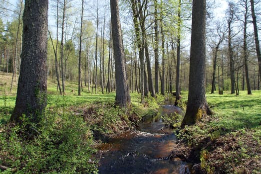 A green brook between trees in springtime. Photographed in Mathildedal, Finland in May 2010.